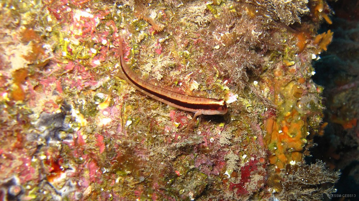092 Blennie de Roux (Parablennius rouxi).JPG - Blennie de Roux (Parablennius rouxi) : Même livrée que le gobie rayé mais n'a qu'une seule nageoire dorsale